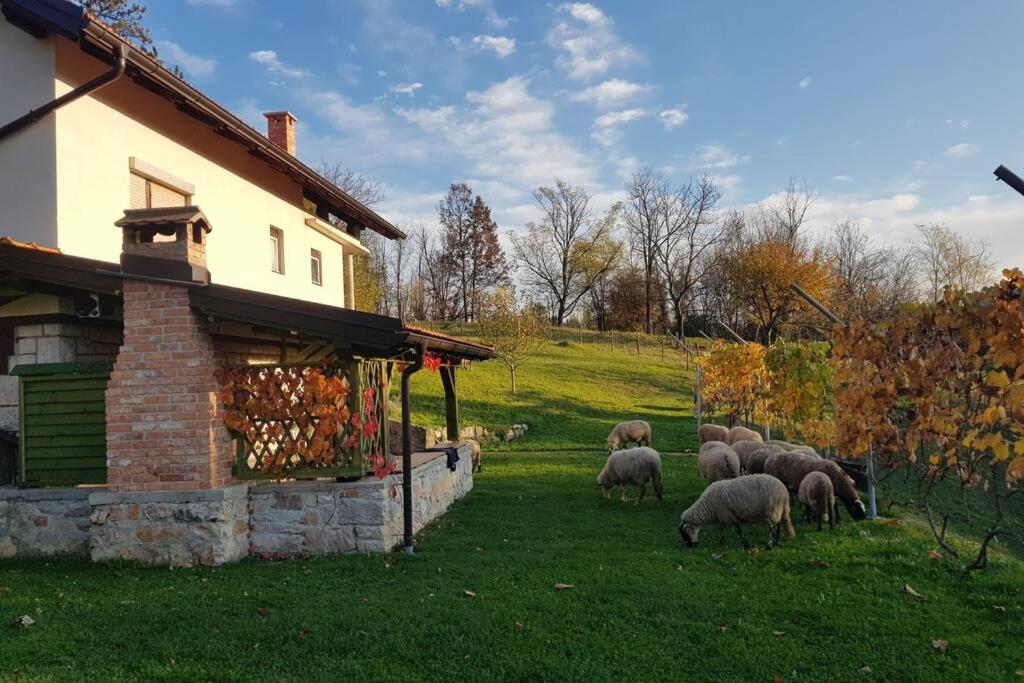 Guest House Pinus Generalski Stol المظهر الخارجي الصورة
